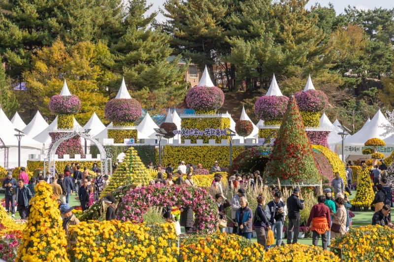 '제22회 익산 천만송이 국화축제'가 76만명의 누적 관람객을 기록하며 열흘간의 축제 대장정을 마무리했다.(익산시 제공. 재판매 및 DB 금지)