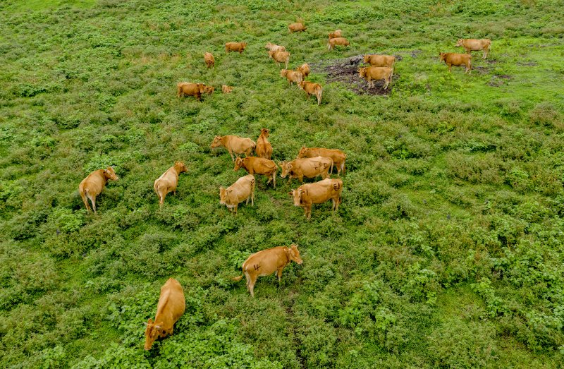 [제주=뉴시스] 제주 서귀포시 안덕면지역 목장에서 사육중인 한우. (사진=뉴시스 DB). photo@newsis.com