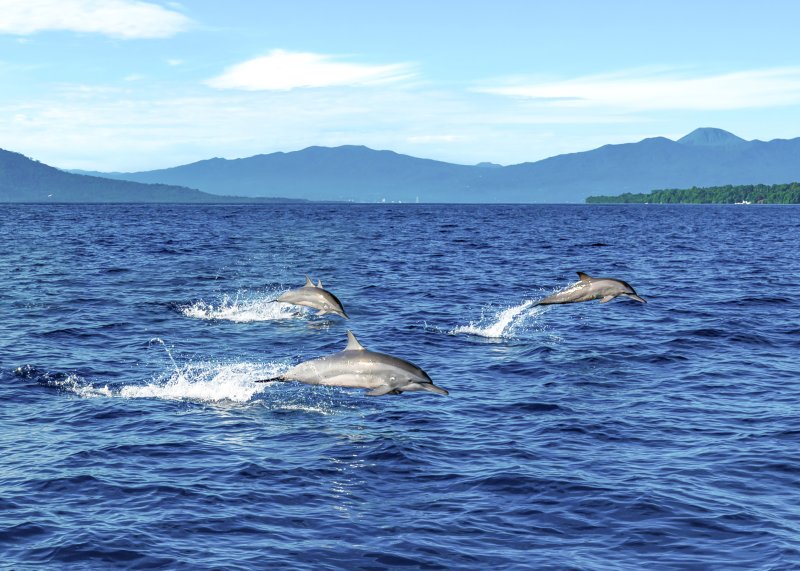 마나도 부나켄 해양국립공원 투어 중 만날 수 있는 돌고래. ⓒ News1 안은나 기자
