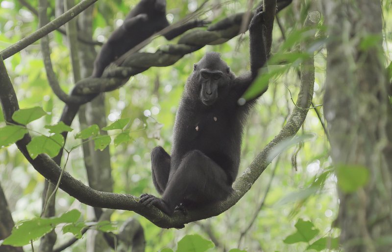 셀카 원숭이로 유명한 크레센트 블랙 마카크(검은원숭이). ⓒ News1 안은나 기자
