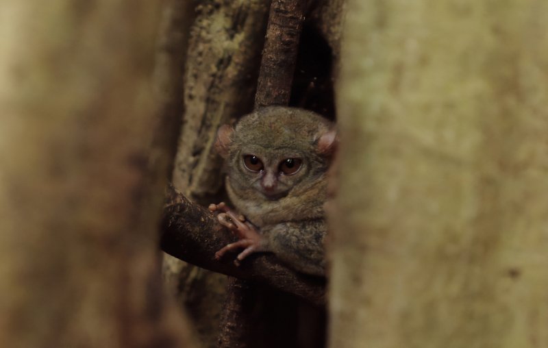 세상에서 가장 작은 타르시우스 안경원숭이. ⓒ News1 안은나 기자