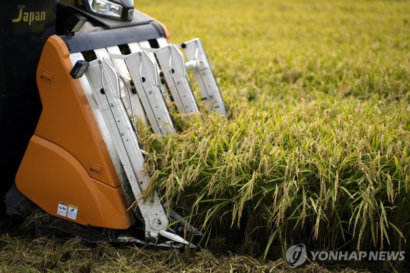 일본 쌀 수확 (출처=연합뉴스)