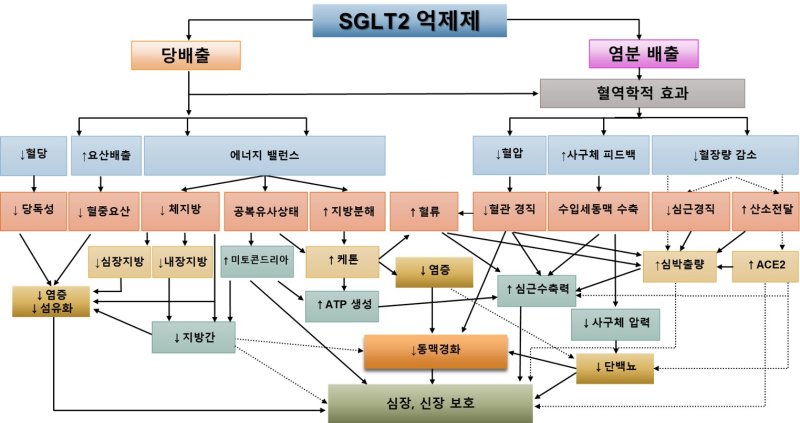 [서울=뉴시스] 'SGLT2 억제제'의 복합적이고 다층적인 기전. 실선은 임상 연구에서 입증됐으며, 점선은 전임상 연구에서 입증됐다. (사진= 분당서울대병원 제공)