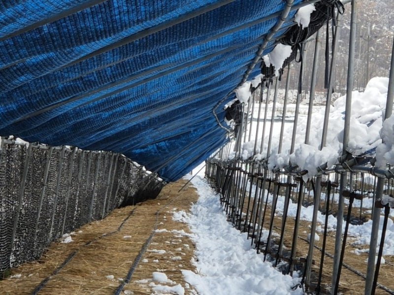 폭설에 내려앉은 인삼밭 차광망 (출처=연합뉴스)