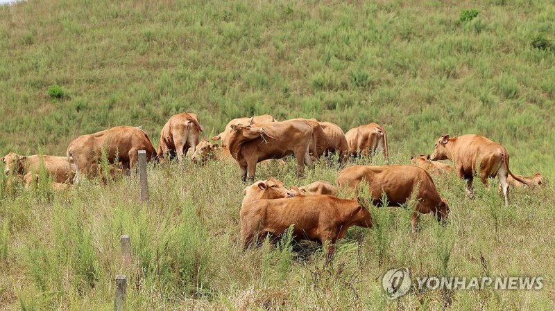 대관령의 한우 (출처=연합뉴스)