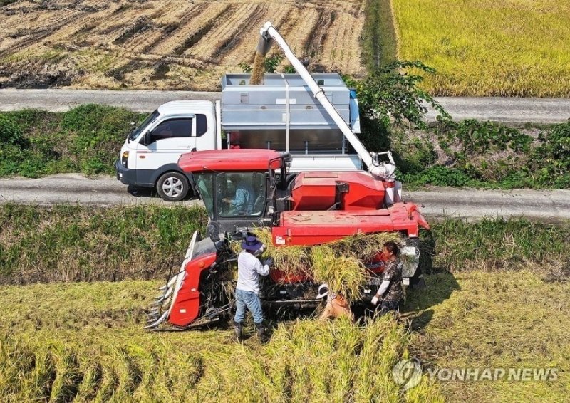 추수하는 농민들 (출처=연합뉴스)