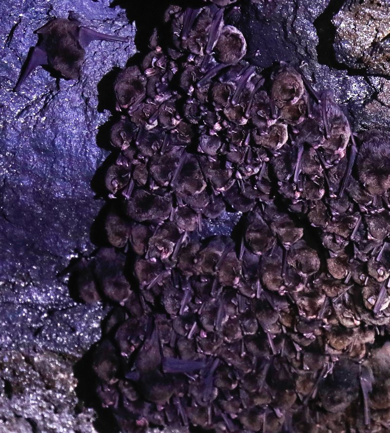 [제주=뉴시스] 우장호 기자 = 3일 국가유산 방문의 해를 맞아 제주 한라산 구린굴이 제주도 세계유산본부 안내로 언론에 특별공개됐다. 한라산 관음사 탐방로 인근 해발 700m에 위치한 구린굴은 2만년 전 백록담 분출과정에서 한라산 북사면을 따라 흘러내린 용암류로 형성된 동굴이다. 사진은 이날 오전 구린굴 내부에 서식 중인 박쥐 모습. 2025.11.03. woo1223@newsis.com