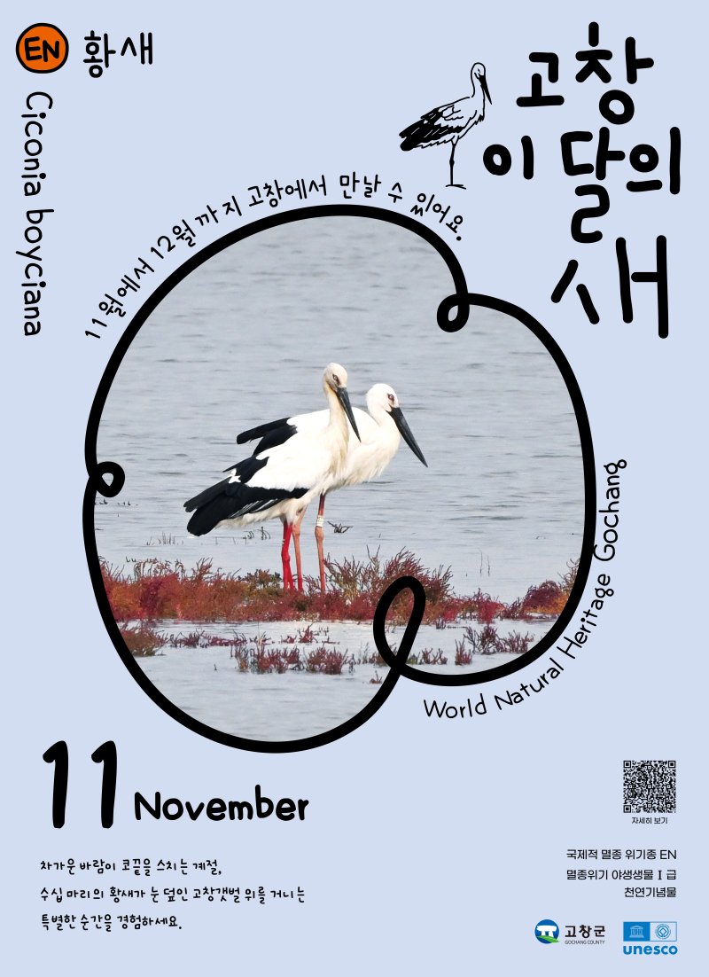 전북 고창군이 11월 '고창갯벌 이달의 새'로 멸종위기 철새인 황새를 선정했다.(고창군제공. 재판매 및 DB금지)2025.11.3/뉴스1