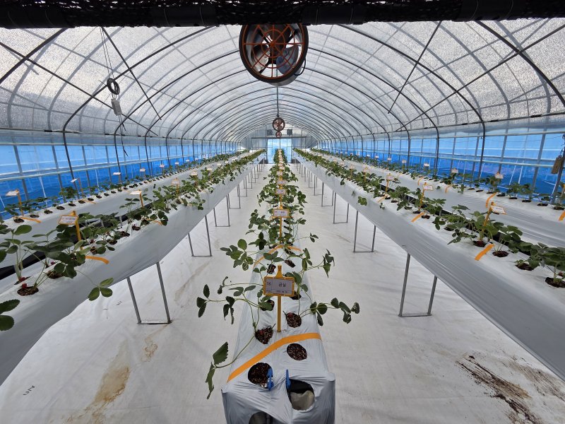 딸기연구소 내 딸기 개체 생육 모습.(충남도 제공. 재판매 및 DB금지)/뉴스1