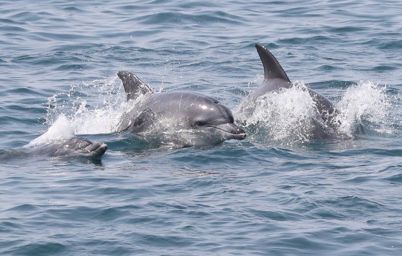 제주 서귀포시 대정읍 연안에서 남방큰돌고래가 유영하고 있다./뉴스1