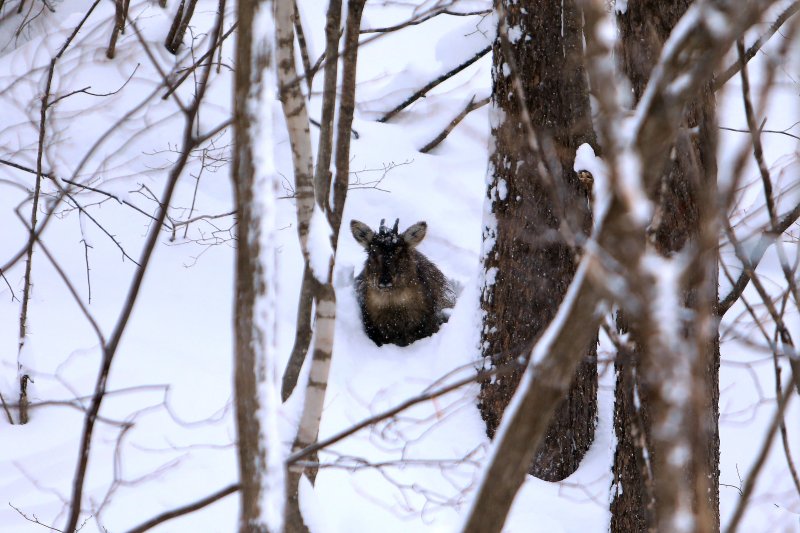22일 강원 인제군 북면 미시령에 폭설이 내린 가운데 눈 속에 산양 한마리가 갇혀 있다. (인제군 제공) 2024.2.22/뉴스1 ⓒ News1 이종재 기자