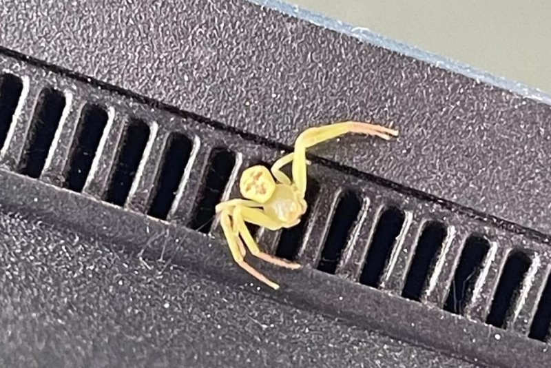 태국서 찍힌 노란 거미 '화제' 이유 사람 얼굴이 왜?