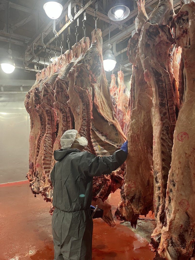 [대전=뉴시스] 농촌진흥청은 인공지능(AI) 기술을 활용한 도축장 자동검인 시스템 도입 등 현장 중심의 규제 개선에 나선다고 4일 밝혔다. 사진은 도축 현장. 2025. 09. 03 photo@newsis.com *재판매 및 DB 금지