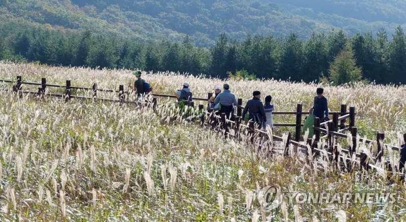 억새 핀 영남알프스 간월재 (출처=연합뉴스)