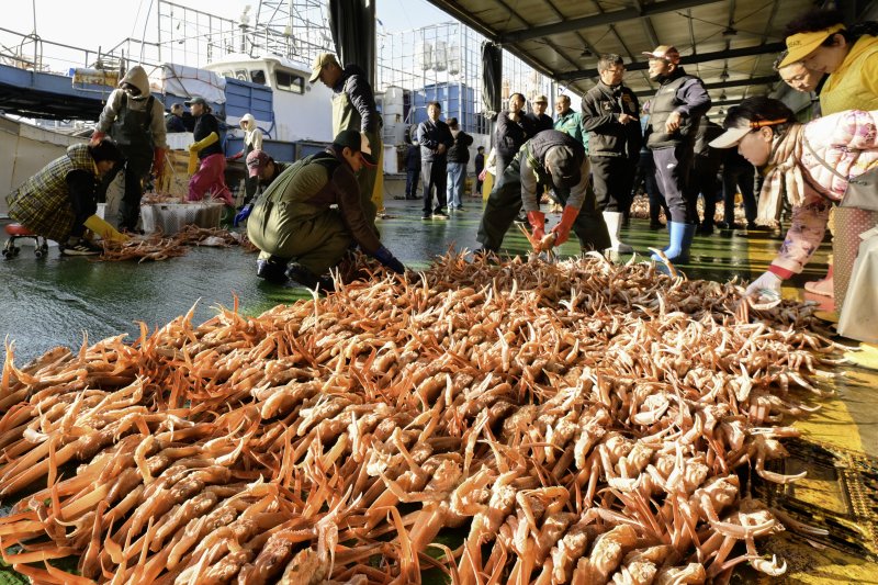 [영덕=뉴시스] 안병철 기자 = 지난 3일 경북 영덕 강구항 위판장에서 영덕대게가 올해 처음 위판됐다.(사진=영덕군 제공) 2025.11.04. photo@newsis.com