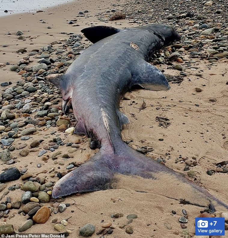 [서울=뉴시스]스코틀랜드 인버네스 인근 해안에 지난달 길이 3.6m에 달하는 거대한 바스킹상어 사체(사진)가 떠밀려왔다. 전문가들은 질병, 어업 도구와의 충돌 가능성 외에도 해양 플라스틱 오염이 영향을 미쳤을 가능성을 제기하고 있다. (사진출처: 데일리메일 캡처)2025.11.04.