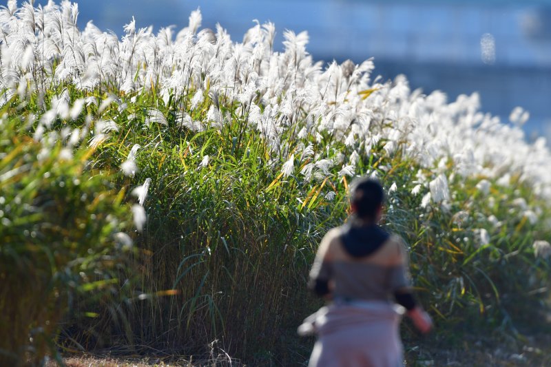 4일 오후 경북 포항시 남구 연일읍 형산강변에서 시한 민이 갈대밭 길을 따라 달리고 있다. 2025.11.4/뉴스1 ⓒ News1 최창호 기자