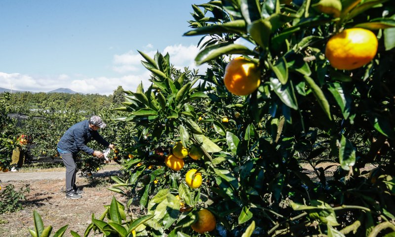 [서귀포=뉴시스] 우장호 기자 = 완연한 가을 날씨를 보이는 27일 오전 제주 서귀포시 남원읍 휴애리자연생태공원에서 관광객들이 감귤 따기 체험을 하고 있다. 2025.10.27. woo1223@newsis.com