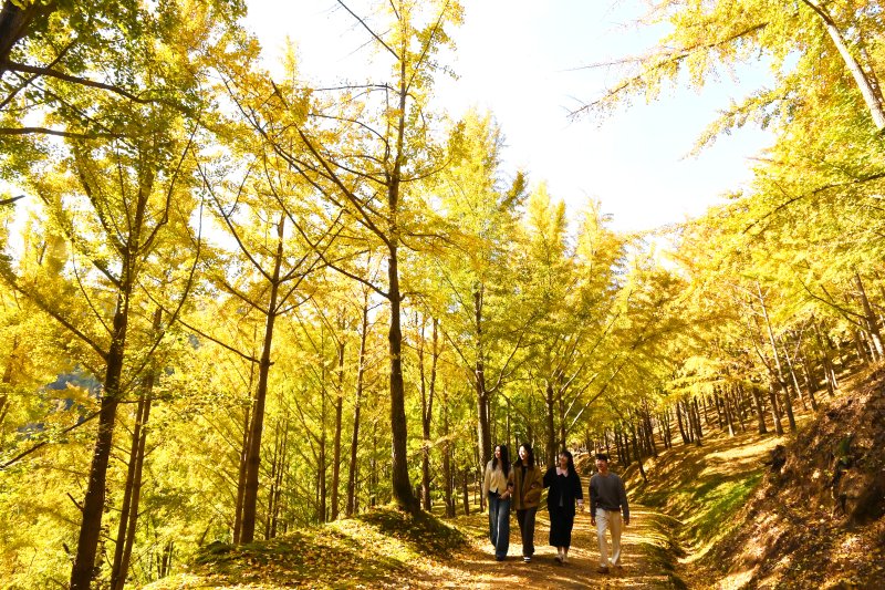 [용인=뉴시스] 김종택 기자 = 에버랜드가 경기 용인시 신원리 일대에 약 15만㎡(약 4만 5000평) 규모로 조성한 은행나무 숲이 4일 깊어가는 가을속에 황금빛으로 물들어 가고 있다.에버랜드 은행나무 숲은 1970년대부터 산림녹화를 위해 은행나무 약 3만 그루를 식재한 이후 50년 동안 외부에 거의 공개되지 않고 자연 그대로 보전해온 국내 최대 규모의 은행나무 군락지다. 에버랜드는 오는 7일부터 10일까지 나흘간 에버랜드 정원 구독 서비스인 가든패스 구독자들을 대상으로 은행나무숲을 공개할 예정이다. 2025.11.04. jtk@n