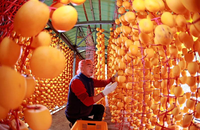충북 괴산군 연풍면의 한 농가에서 곶감을 만들기 위해 깎은 감을 건조장에 매달고 있다.(괴산군 제공)/뉴스1 2025.11.5/뉴스1