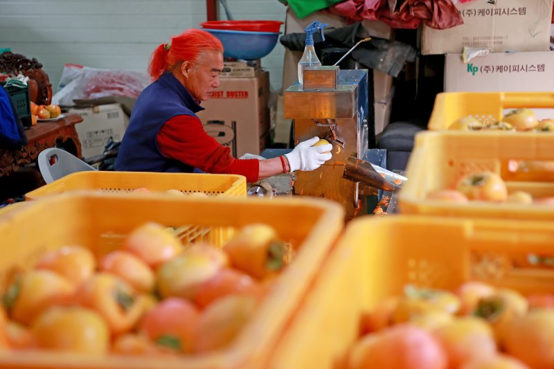 충북 괴산군 연풍면의 한 농가에서 곶감을 만들기 위해 감을 깎고 있다.(괴산군 제공)/뉴스1