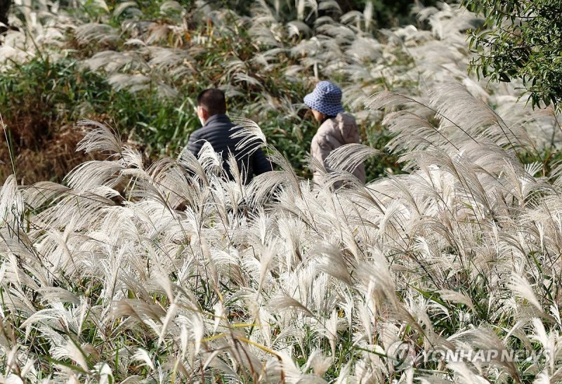 빛나는 가을 억새 (출처=연합뉴스)