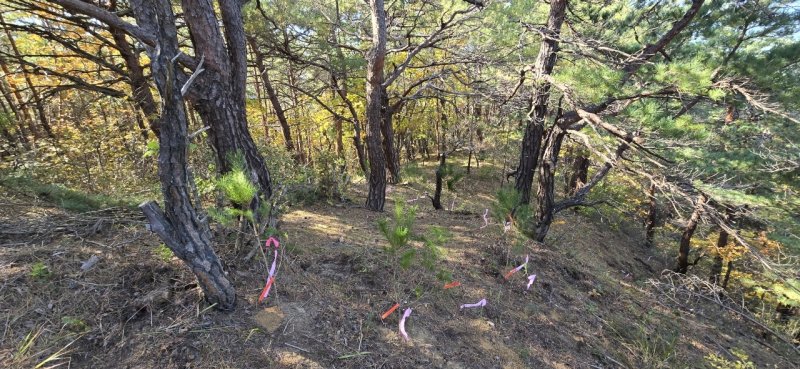 ‘산불피해지 송이산 복원 시범사업’ (산림청 국립산림과학원 제공.재판매 및 DB금지)/뉴스1