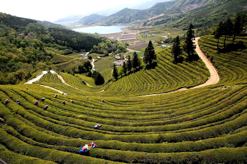 보성 녹차밭 전경. (보성군 제공. 재판매 및 DB금지)