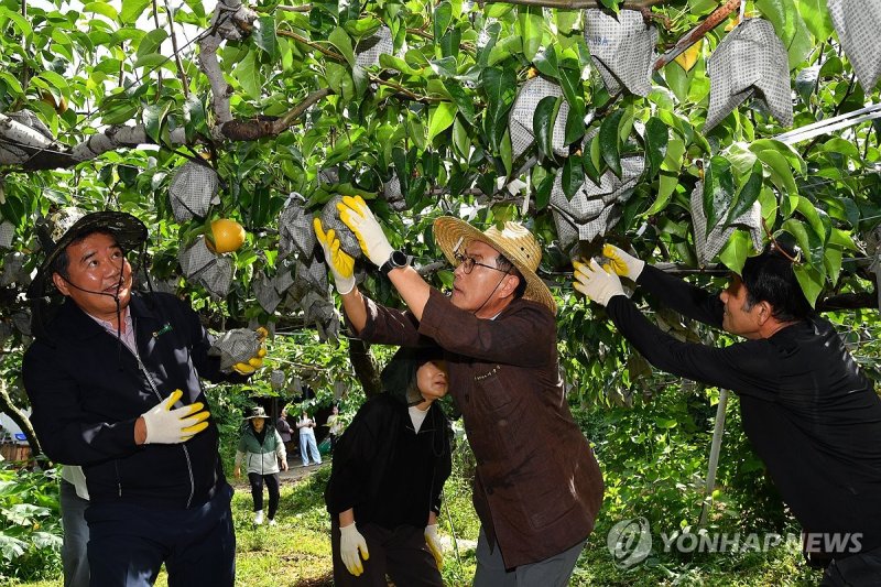 산불·저온 이겨낸 '울주배' 첫수확 (출처=연합뉴스)