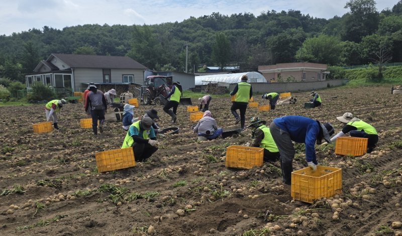 라오스 공공형 계절근로자 일손 돕기 장면 (보은군 제공. 재판매 및 DB금지) /뉴스1
