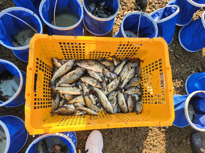 [성남=뉴시스]성남 중앙공원 내 분당호에서 포획한 생태계교란 외래어종 배스(사진=성남시 제공) 2025.11.05.photo@newsis.com