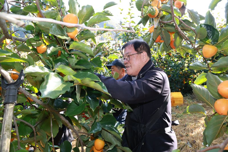 [산청=뉴시스] 산청군 감농가 농촌일손돕기 (사진=산청군 제공) 2025. 11. 05. photo@newsis.com *재판매 및 DB 금지