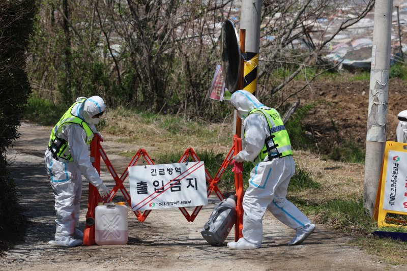 15일 구제역이 발생한 전남 무안군 일로읍 한 돼지농장에 방역본부 초동방역팀이 출입통제와 소독을 진행하고 있다. 2025.4.15/뉴스1 ⓒ News1 김태성 기자