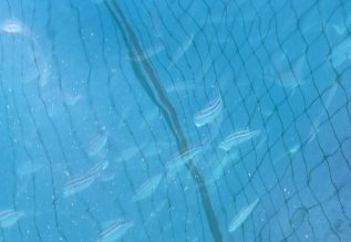 여수시가 거문도 해역에서 아열대성 어류 '벤자리'를 시험적으로 양식하고 있다. (여수시 제공. 재판매 및 DB금지)