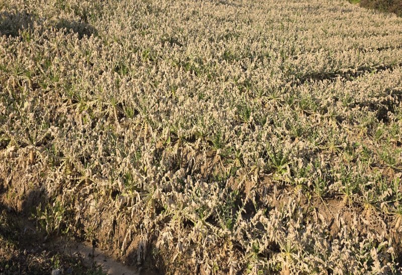 음성군 대소면 화학물질 누출 사고로 피해를 본 무밭.(음성군 제공. 재판매 및 DB금지)/뉴스1