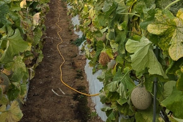 음성군 대소면 삼정리 멜론 재배 시설 피해 모습.(독자 제공. 재판매 및 DB금지)/뉴스1
