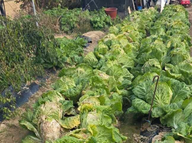 음성군 대소면 화학물질 누출로 피해를 본 배추밭.(음성군 제공. 재판매 및 DB금지)/뉴스1