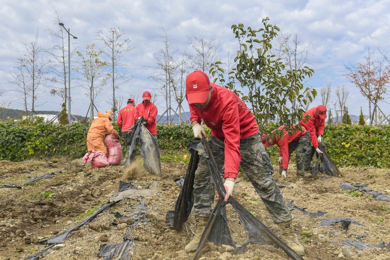[포항=뉴시스] 안병철 기자 = 해병대 1사단이 지난 3일부터 7일까지 경북 포항시 구룡포 등 16개 읍·면·동에서 농가 일손돕기를 하고 있다.(사진=해병대 1사단 제공) 2025.11.05. photo@newsis.com
