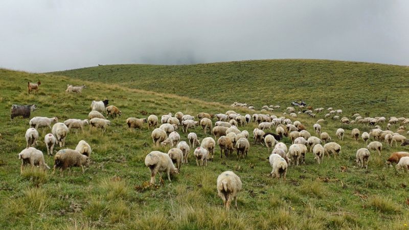 구다우리 전망대 인근 패러글라이딩 장소 옆 초원에서 양들이 풀을 뜯고 있다.