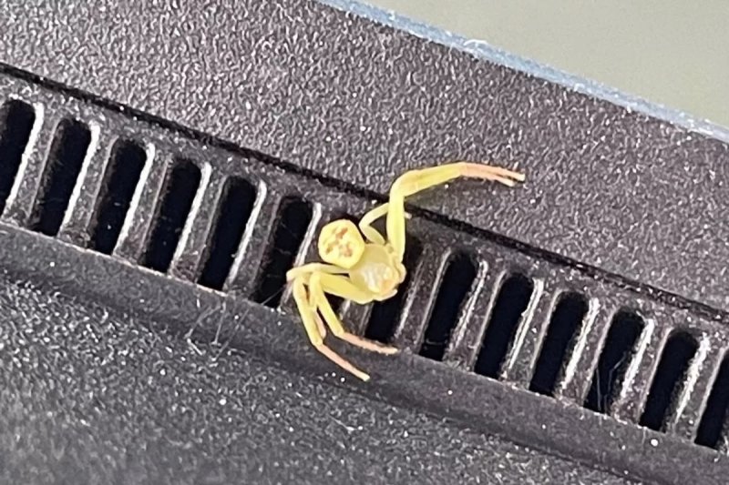 [뉴시스]태국의 한 누리꾼이 사람 얼굴처럼 보이는 무늬가 있는 거미 사진을 올려 화제다.(사진=페이스북)