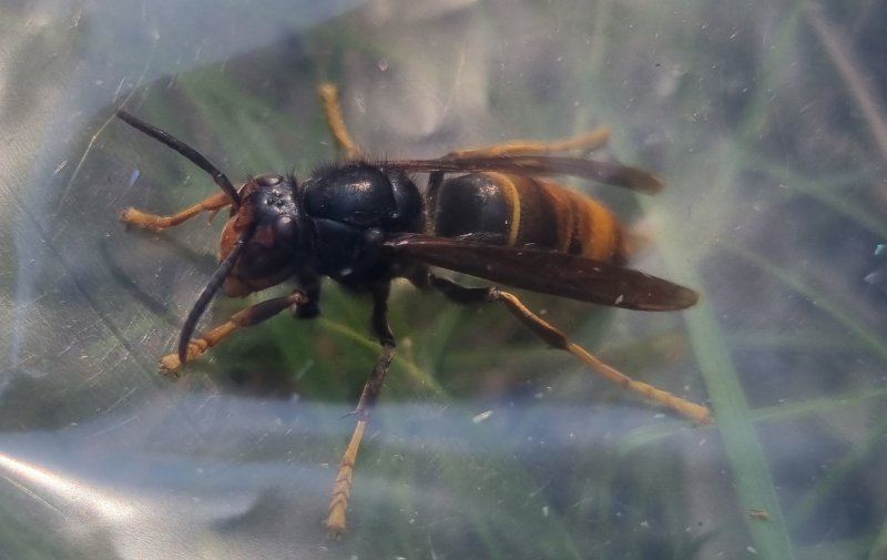 [서울=뉴시스] 말벌(사진=뉴시스 DB) *재판매 및 DB 금지