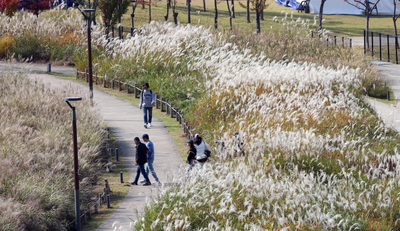 경기 화성시 동탄호수공원을 찾은 시민들이 만개한 억새밭 사이에서 산책을 하고 있다.(자료사진)/뉴스1 DB