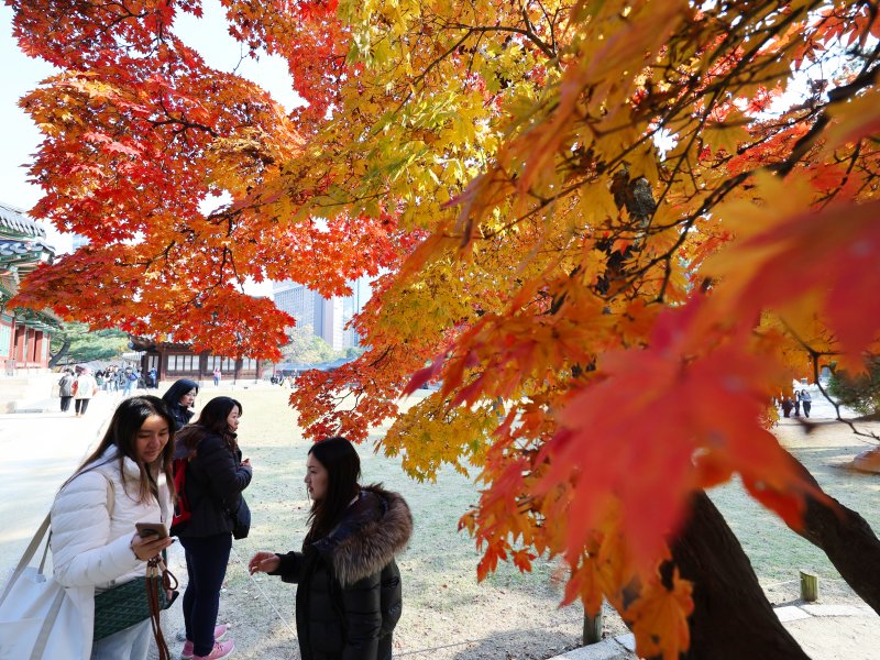 완연한 가을 날씨를 보인 4일 오후 서울 중구 덕수궁에서 외국인 관광객과 시민들이 단풍과 함께 즐거운 시간을 보내고 있다. 2025.11.4/뉴스1 ⓒ News1 황기선 기자