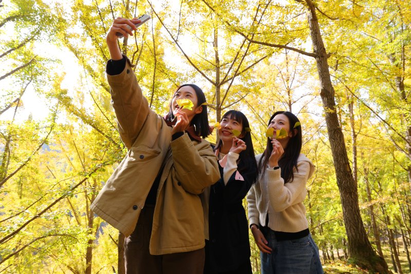 4일 경기 용인시 처인구 에버랜드 은행나무숲에 은행나무가 노랗게 물들어가고 있다.2025.11.4/뉴스1 ⓒ News1 김영운 기자