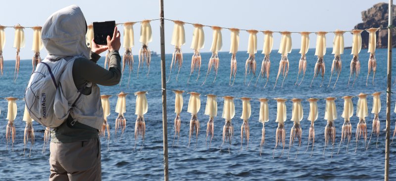 [제주=뉴시스] 우장호 기자 = 맑은 날씨를 보인 5일 오전 제주시 한경면 고산리 차귀도포구에서 오징어가 가을 햇살 아래서 건조되고 있다. 2025.11.05. woo1223@newsis.com