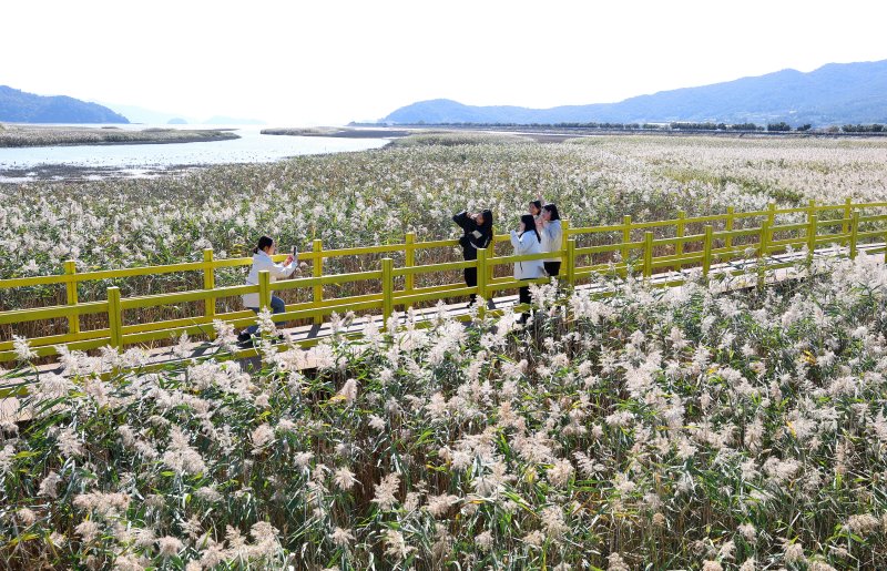 [광주=뉴시스]제10회 강진만 춤추는 갈대축제장에 마련된 국화꽃 정원을 찾은 어린이들. (사진=강진군 제공)