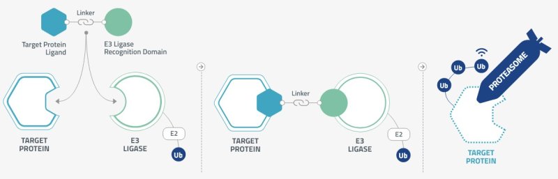 유빅스테라퓨틱스가 구축한 TPD 플랫폼 '디그래듀서' 모식도.(유빅스테라퓨틱스 제공)/뉴스1