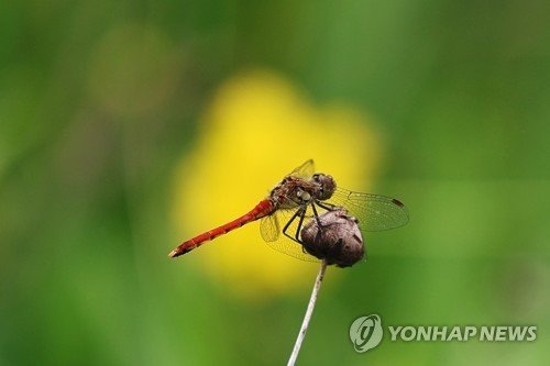 고추잠자리 (출처=연합뉴스)