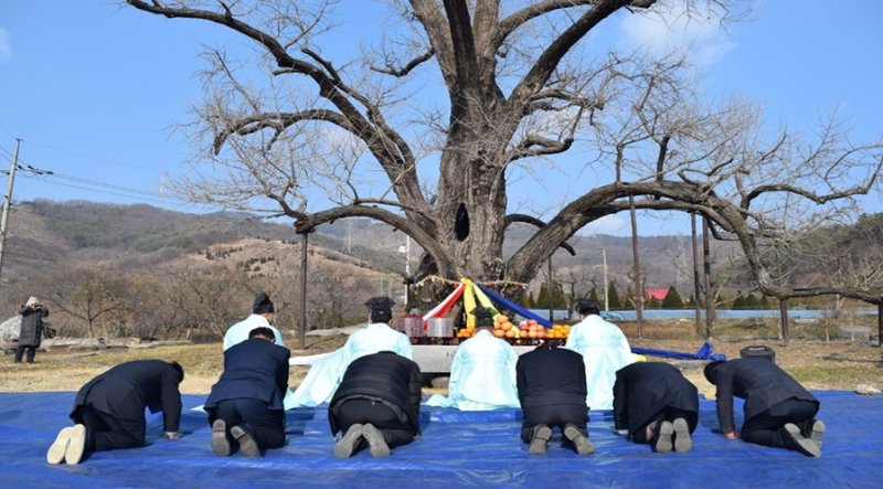 [서울=뉴시스] '부여 주암리 은행나무' 당산제 (사진=국가유산청 제공) 2025.11.06 photo@newsis.com *재판매 및 DB 금지