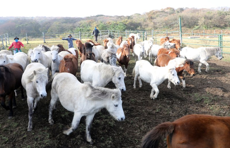 6일 오전 산간도로인 바카라 룰시 5·16도로변 마 방목지에서 '말테우리'들이 소리를 치거나 손뼉을 치며 천연기념물인 '제주마'를 몰고 있다. 제주축산연구원은 해마다 봄에는 이곳에서, 겨울철에는 해발 고도가 낮은 방목지로 옮겨 관리하고 있다. 2025.11.6/바카라 룰1 ⓒ News1 고동명 기자